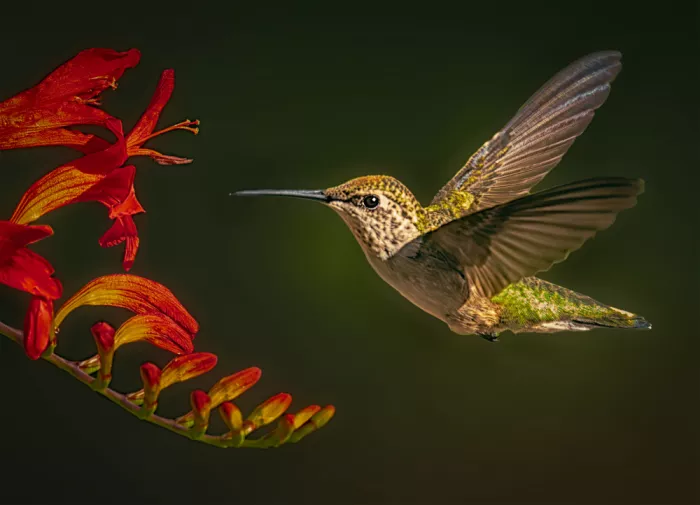 Ben.C.L: Colibri dans la lumière du matin