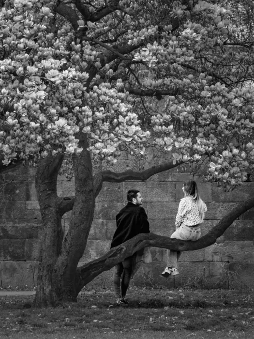 Yamamoto, Eiji: Sous le Magnolia