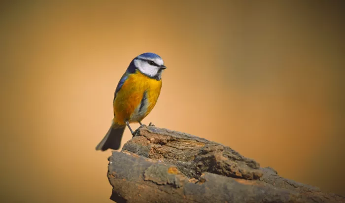 Williams, Stuart: Blue Tit.