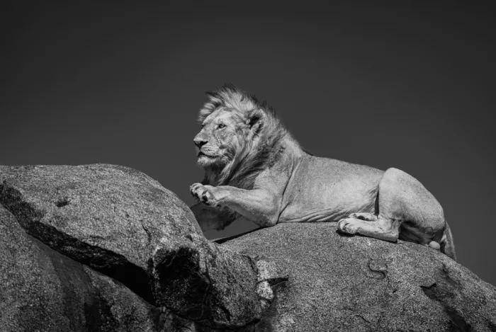 Sharma, Abhinav: Mufasa sur le Pride Rock