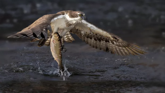 Gu, Zeren: Homebound with Prey