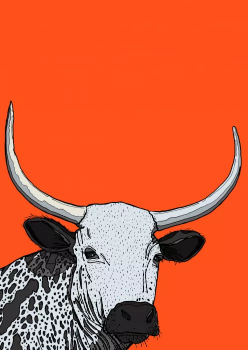 Nicholas: Vaca Longhorn impresionante