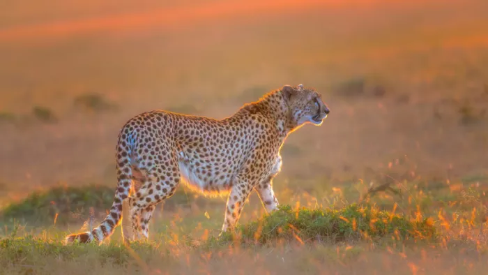 Lu, Bill: Tramonto