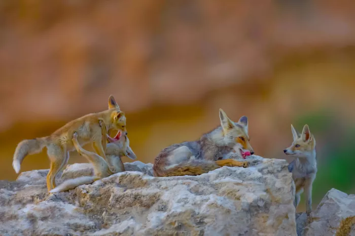 Manusevich, David: Fox family