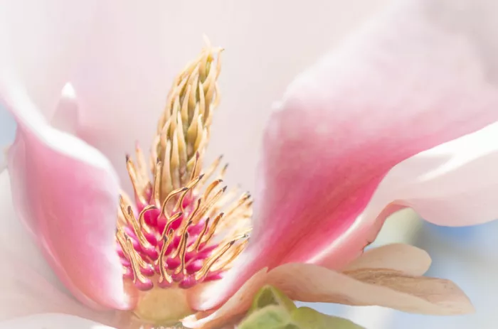Mendoza, Danny: Magnolia