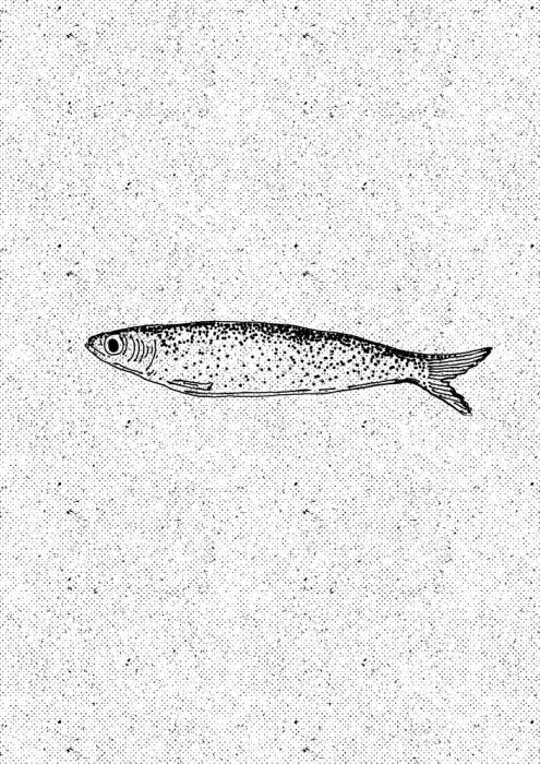 Nicholas: Vintage Fischillustration