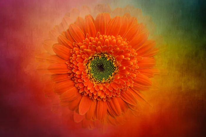 Samaddar, Nath Sailendra: Colours of Gerbera