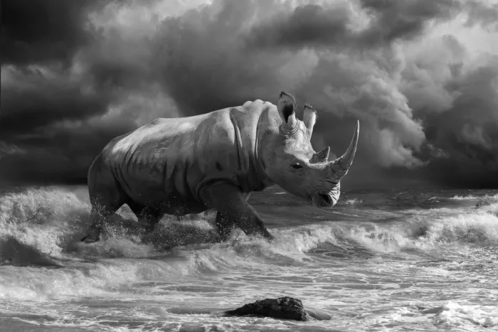 Egger, Marcel: Rinoceronte en la playa-BW