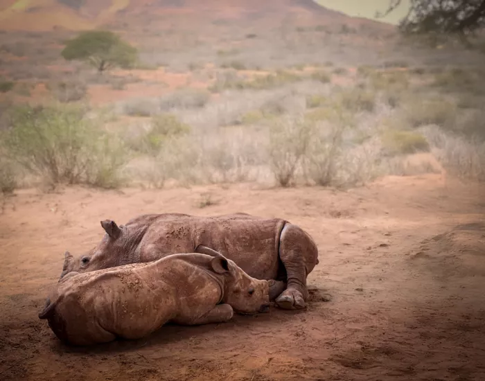 B, Sophie: Dozing rhino calves
