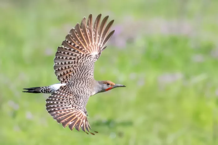 Lipinghu: Northern Flickers Beautiful Flying