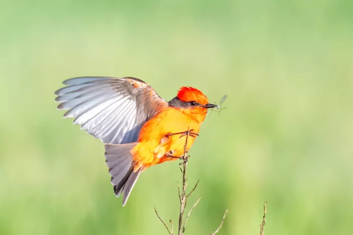 Lipinghu: Vermilion Flycatcher catches bugs