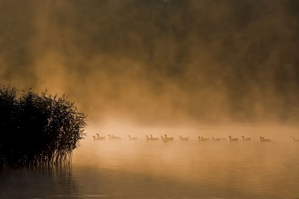 bartceuppens: In a row