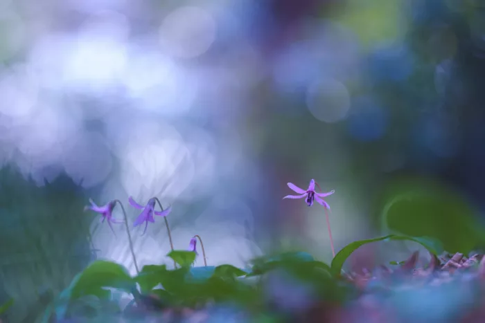 TORIKAI, JUNKO: Spring Garden