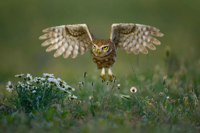 Manusevich, David: Little owl