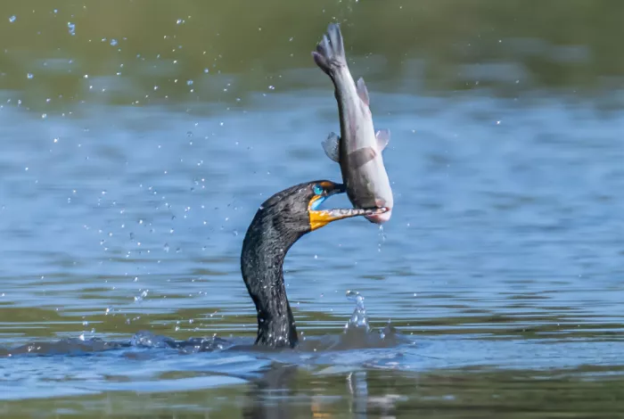 Zeng, Jiahong: Cormorants and Big Trout