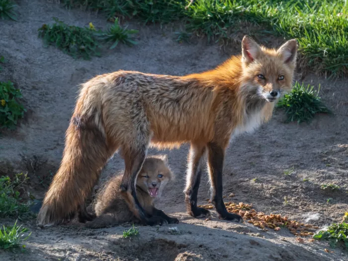 Zeng, Jiahong: Madre y cachorro de zorro rojo