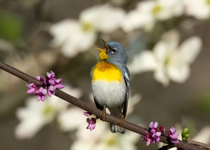 Zhang, Robert: Parula v květu