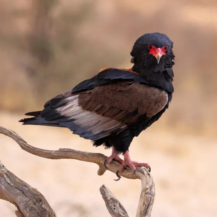 Pearce, Robert: Bateleur