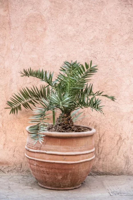 Photolovers: Green Plant Pink Wall in Morocco