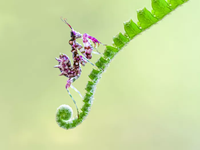 Bai, Xuedong: Mantis orquídea