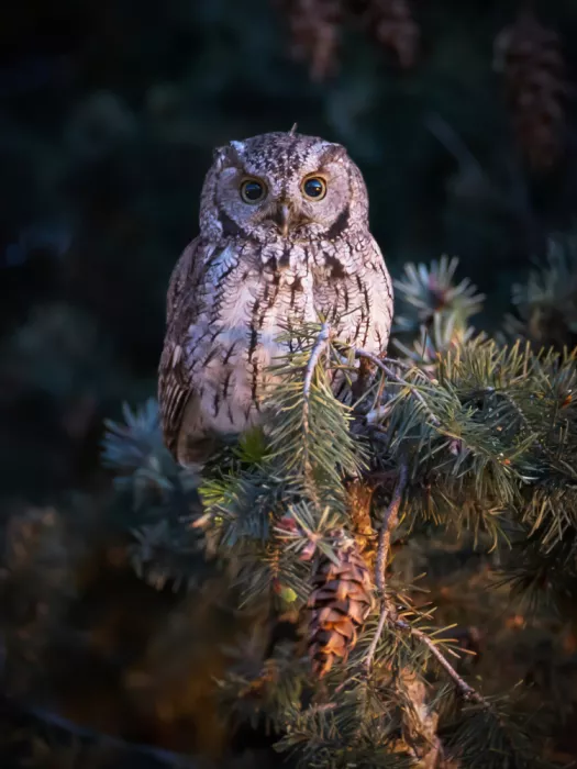 (吉星高照), Taksing: Western Screech Owl