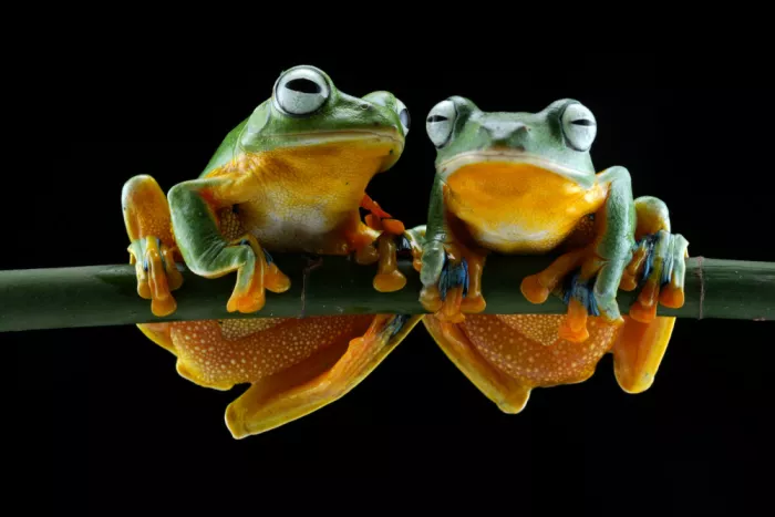 Bunjamin, Antonyus: Dos Ranas