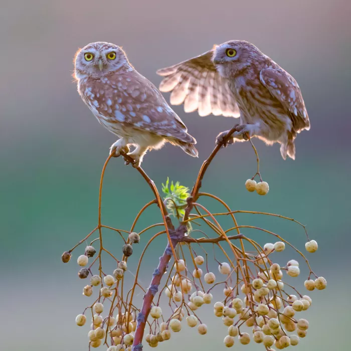 Manusevich, David: Little owls