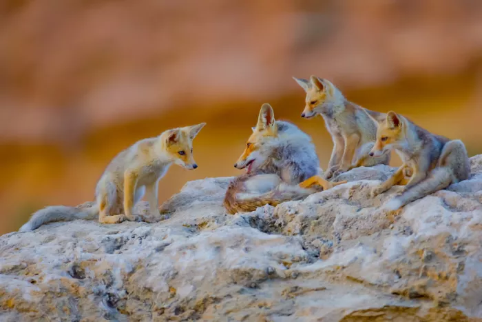 Manusevich, David: Fox family