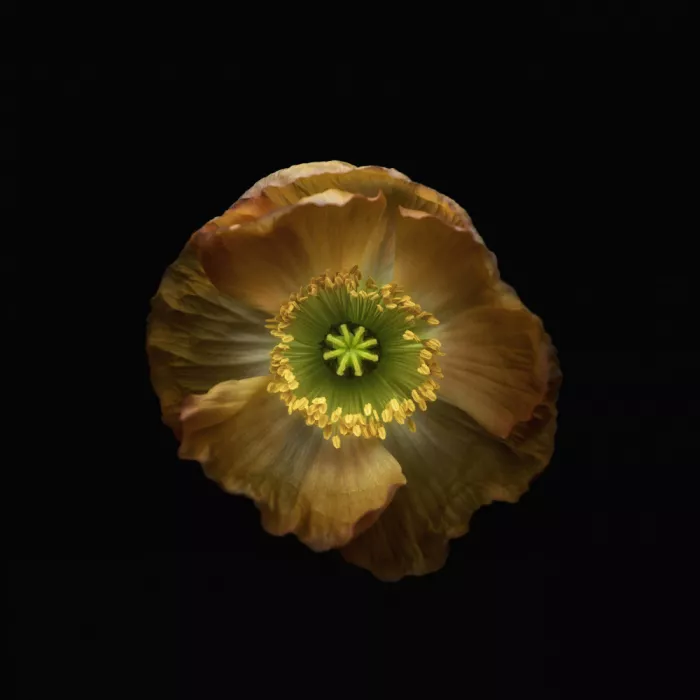 Grønkjær, Lotte: Amapola