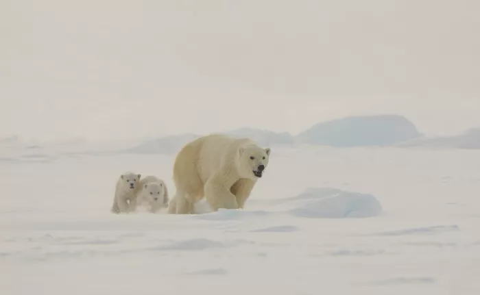 LI, MIN: Familia corriendo