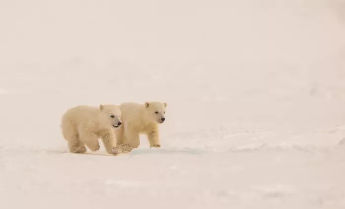 LI, MIN: Dos bebés