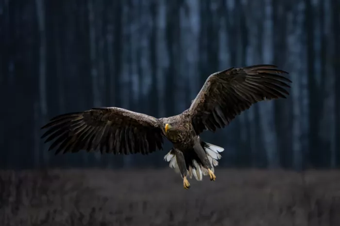 Gil, Ignacio José: White-tailed eagle 1