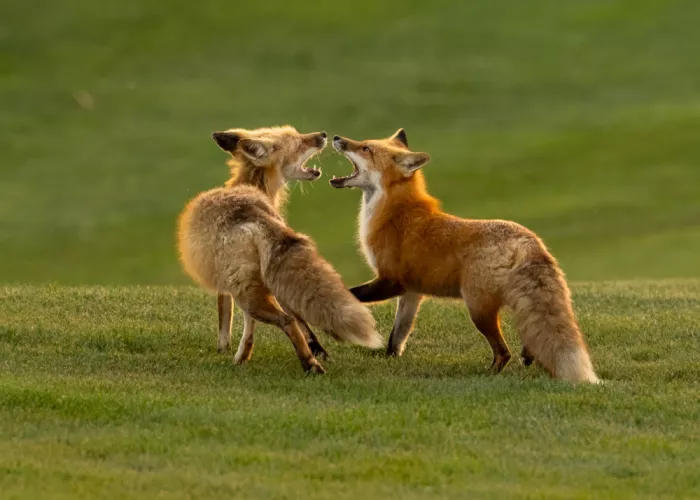 Wang, Victor: Renard roux