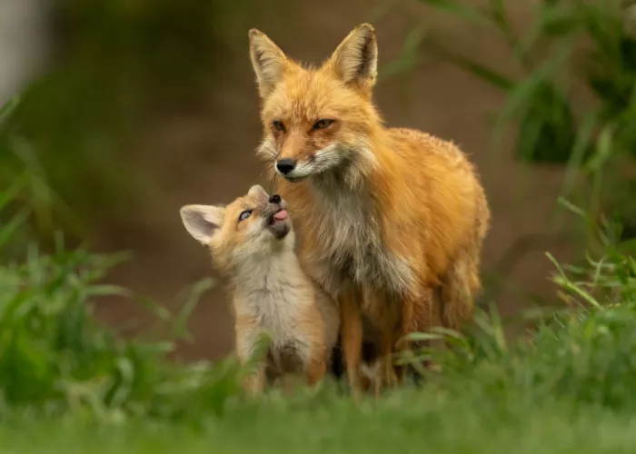 Wang, Victor: Mère renard roux et son petit