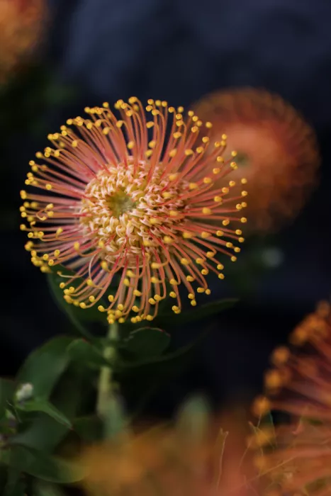 Clint, by Shot: Protea éclatant en fleur