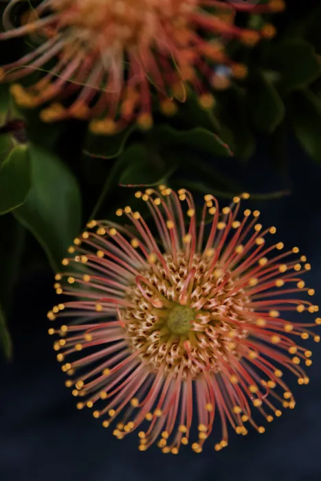 Clint, by Shot: Fleur de Protea Vibrante