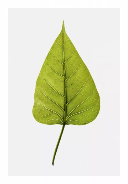 Clint, by Shot: Une feuille verte unique aux motifs de nervures complexes