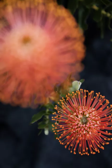 Clint, by Shot: Fleurs rouge orangé
