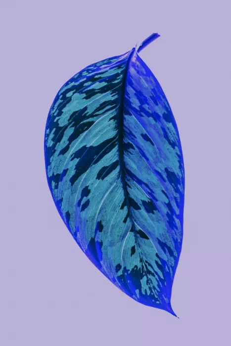 Clint, by Shot: Feuille bleu vibrant