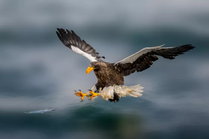 Wang, Ti: Águila marina de Steller