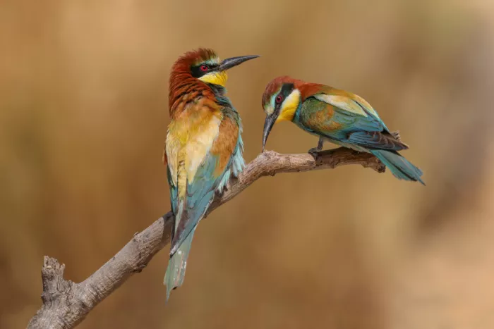 Manusevich, David: Bee-eaters