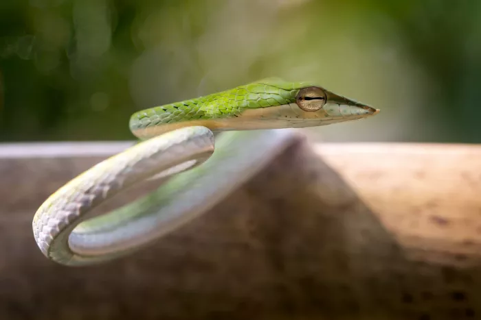 Maududdin, Fauzan: Bereit zum Gleiten