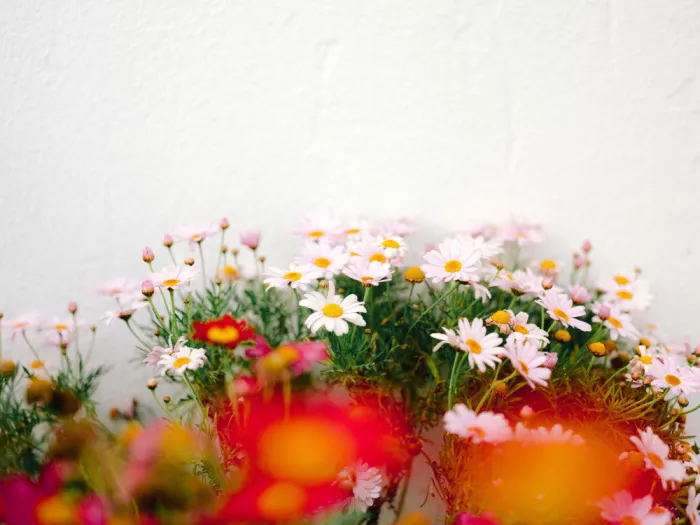 Zwart, Raisa: Lebendige Wildblumen