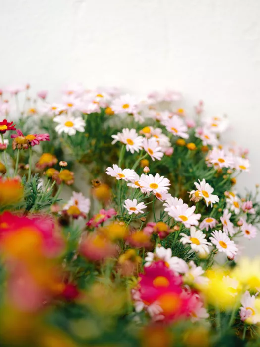 Zwart, Raisa: Vibrant Floral Artwork