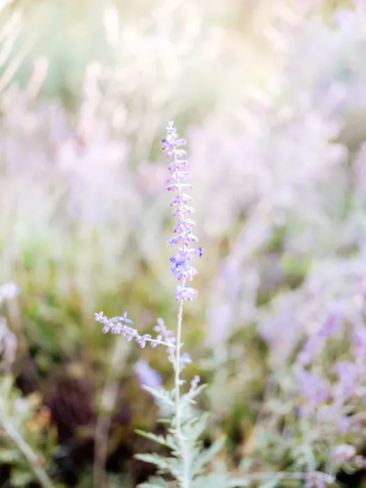 Zwart, Raisa: Lavender Hues