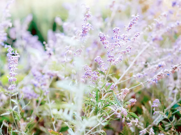 Zwart, Raisa: Lavender Hues