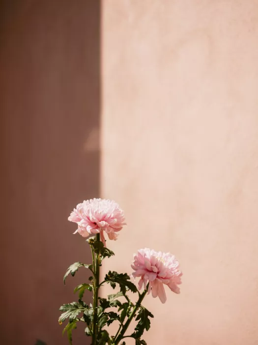 Zwart, Raisa: Two Delicate Pink Flowers