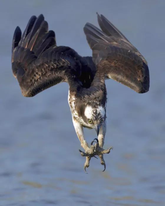 Lam, Gavin: Osprey na lovu...