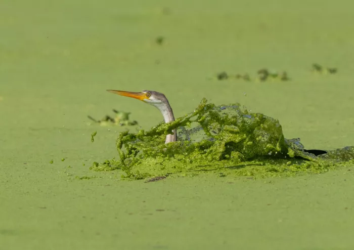Nagpal, Manish: darter landing in algae water