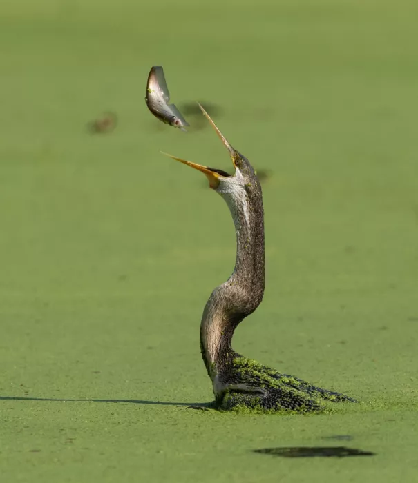 Nagpal, Manish: tossing the fish
